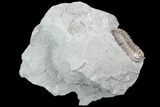 Bargain, Flexicalymene Trilobite - Mt Orab, Ohio #85614-1